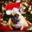 Placeholder: Portrait of a cute french bulldog with light brown fur celebrating new year and christmas in a palace