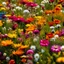 Placeholder: A close-up photograph of a vibrant field of wildflowers, displaying the array of colors and textures found in nature.