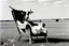 Placeholder: A cow sit on an vittorian armchair in large field, shooted by Cartier-Bresson