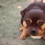 Placeholder: A happy, round, brown dog