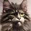 Placeholder: Maine coon cat jumping