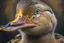 Placeholder: duck portrait, perfect composition, hyperrealistic, super detailed, 8k, high quality, trending on artstation, studio photo, highly detailed, wide borders