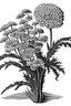 Placeholder: Achillea flower BLACK WITHE DRAWING