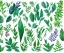 Placeholder: vector plants and herb set illustration. watercolor white backdrop