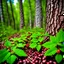 Placeholder: A person standing in a forested area in Alberta during the summer season, facing a patch of poison ivy with dark green leaves and small red berries. The scientific name "Rubus canadensis" appears on a nearby sign, alerting people to be cautious and avoid contact with the plant.