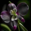 Placeholder: Orchid