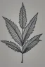 Placeholder: Pencil sketch of a marijuana leaf on lined paper