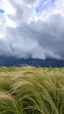 Placeholder: Windblown grass with storm and winds with clouds and