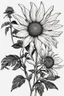 Placeholder: outline art of Sun eye (Heliopsis) only black and white, no colour , White background. sketch style, clean line art, white background, no shadow and clear, no people, no colour, for book