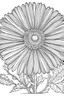 Placeholder: Gerbera flower coloring book page