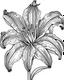 Placeholder: real massive Lily flower coloring page