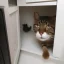 Placeholder: cat finds mouse under cupboard