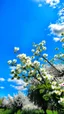 Placeholder: Cherty blossom against a beautiful blue sky