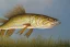 Placeholder: Northern pike painting with face