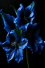 Placeholder: blue Amaryllis painting on black background