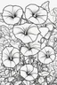 Placeholder: flowers coloring page for kids, morning glory, cartoon style, thick outline, low details, no shading, no color