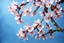 Placeholder: fantastic light pin blue background with four bunches of cherry blossoms