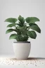 Placeholder: 3d illustration of houseplant in terrazzo potted on white background