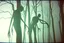 Placeholder: low res, low quality picture, high film grain, terrifying scene of backlit shadows of a long tall supernatural creatures with extremely long limp arms standing amongst tall branchless tree trunks on a foggy night, surreal, distorted, found footage horror, low contrast, static haze