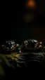 Placeholder: Beautiful spiders in the DARK