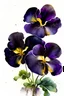 Placeholder: Ultra detailed watercolour painting of pansies,, natural colors, with some splashes on a black background