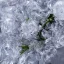 Placeholder: ice crystals, bell-shaped bouquet, reflection