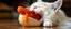 Placeholder: cat eating albino hot dog