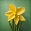 Placeholder: Create yellow daffodil and green background