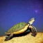 Placeholder: turtle and starry sky