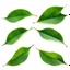 Placeholder: unconnected cherry-plum leaves with jagged edges on a white background, top right is 2 leaves overlapping, stock image