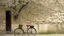 Placeholder: An old, weathered building with a bicycle parked in front, surrounded by a stone wall and a tree with blossoms