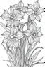 Placeholder: Outline art for coloring page, DAFFODILS WITH STEMS, coloring page, white background, Sketch style, only use outline, clean line art, white background, no shadows, no shading, no color, clear