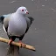 Placeholder: Peace pigeon dead