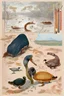 Placeholder: John James Audubon-like illustration of a fully uncropped Dodo bird and a Platypus in a landscape of warm yellows, warm reds, and warm blues