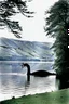 Placeholder: 1970s Photograph of the Loch Ness Monster