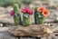 Placeholder: cute cacti creature on driftwood in the flowergarden