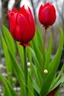 Placeholder: A large red tulip with several branches of a small red tulip