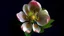 Placeholder: flower