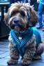 Placeholder: An australian cobberdog, if he would dress himself