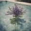 Placeholder: purple eryngium in a swimming pool, autochrome