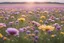 Placeholder: picture of aromatherapy flowers in an open field