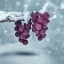 Placeholder: Grapes under snow Siberia more sun