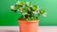 Placeholder: cute mini Kalanchoe plant in a pot, pastel background, depth of field f2.8 3.5, 50mm lens