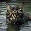 Placeholder: 流水金猫
