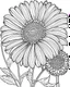 Placeholder: real massive Gerbera Daisy flower coloring page