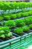 Placeholder: Hydroponics and aquaponics