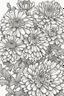 Placeholder: outline art of Chrysanthemums only black and white, no colour , White background. sketch style, clean line art, white background, no shadow and clear, no people, no colour, for book