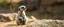 Placeholder: meerkat albino badger has emotional breakdown in limbo