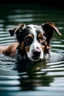 Placeholder: high quality picute of a dog swimming