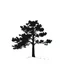 Placeholder: pine tree silhouette, black on white detailed